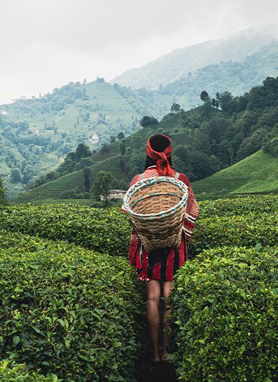 Darjeeling Tea Trails
