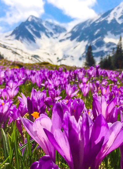 Exotic Kashmir with Sonmarg