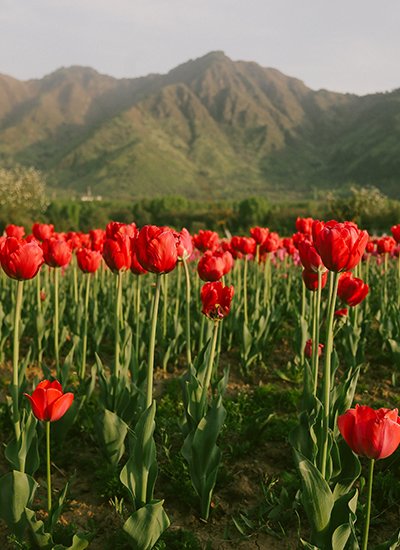 Floral Beauty of Kashmir